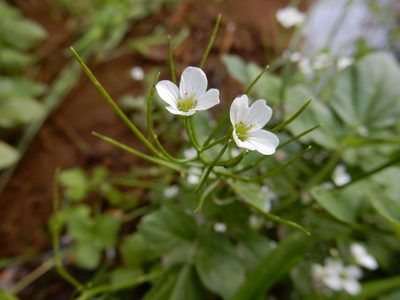 Cardamine amara, photographed by Petra Caltová