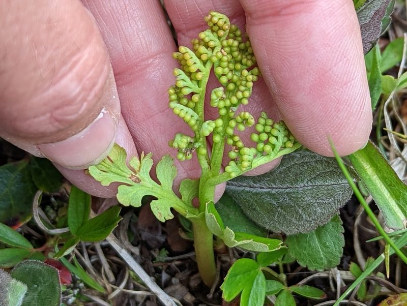 Botrychium matricariifolium, photographed by Alison Northup