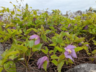 Clematis occidentalis, photographed by Alison Northup
