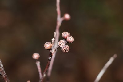 Eucalyptus acmenoides, photographed by Greg Tasney