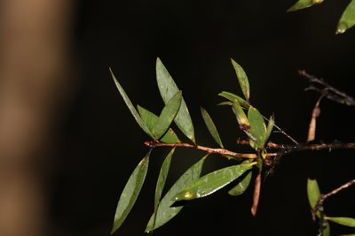 Melaleuca quinquenervia, photographed by Greg Tasney