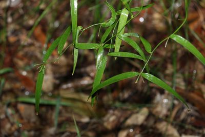 Eustrephus latifolius, photographed by Greg Tasney