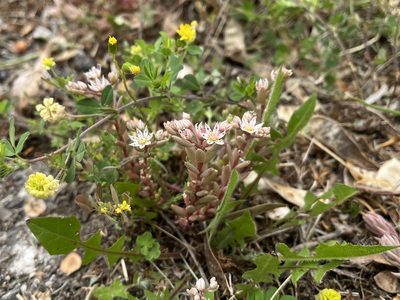 Sedum hispanicum, photographed by Pavel Kacl