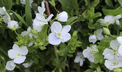 Veronica filiformis, photographed by Artemy Savko