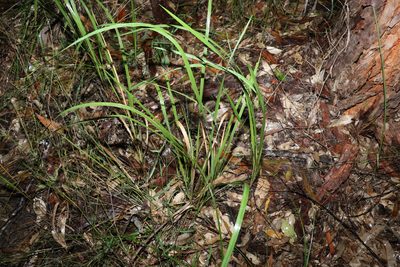 Imperata cylindrica, photographed by Greg Tasney