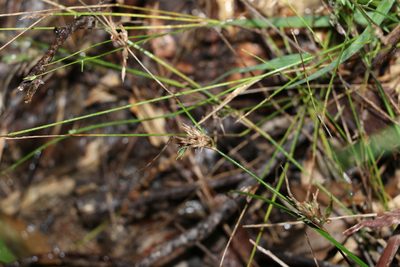 Entolasia stricta, photographed by Greg Tasney