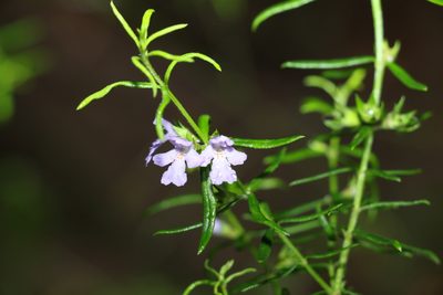 Westringia eremicola, photographed by Greg Tasney