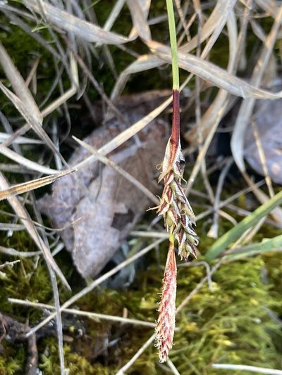 Carex richardsonii, photographed by Derek