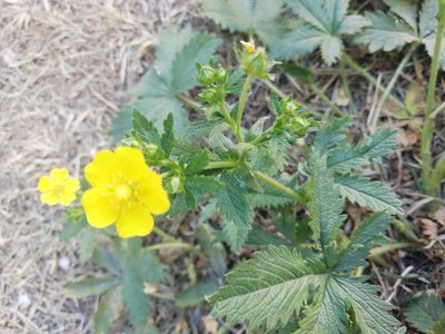 Potentilla chrysantha, photographed by Marina Potapova