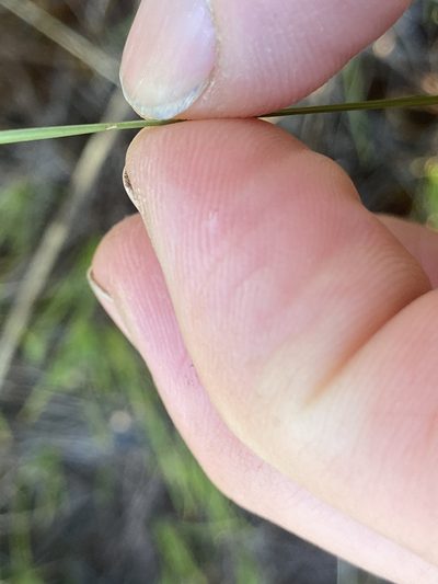 Eleocharis compressa, photographed by Derek
