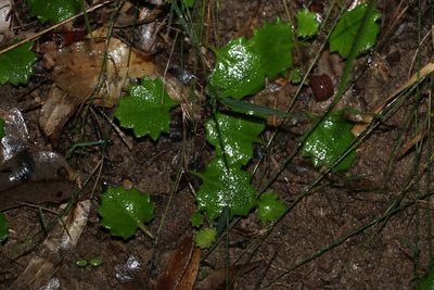 Goodenia rotundifolia, photographed by Greg Tasney