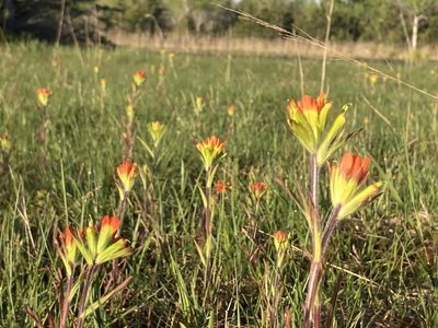 Castilleja coccinea, photographed by Derek