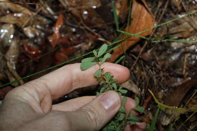 Hibbertia aspera, photographed by Greg Tasney