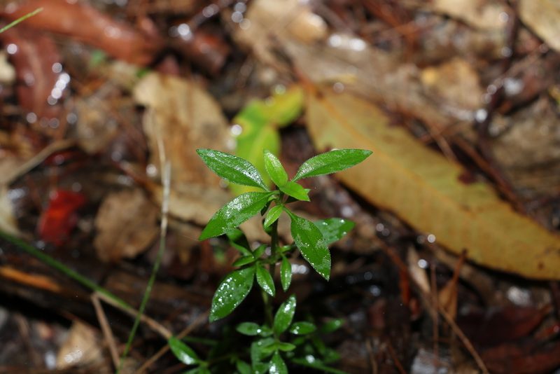 Pomax umbellata, photographed by Greg Tasney