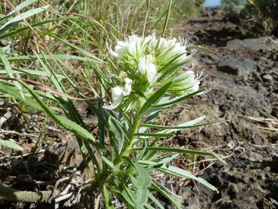 Echium aculeatum, photographed by Andreas Taeger