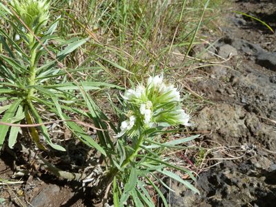 Echium aculeatum, photographed by Andreas Taeger