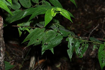 Trema tomentosum, photographed by Greg Tasney