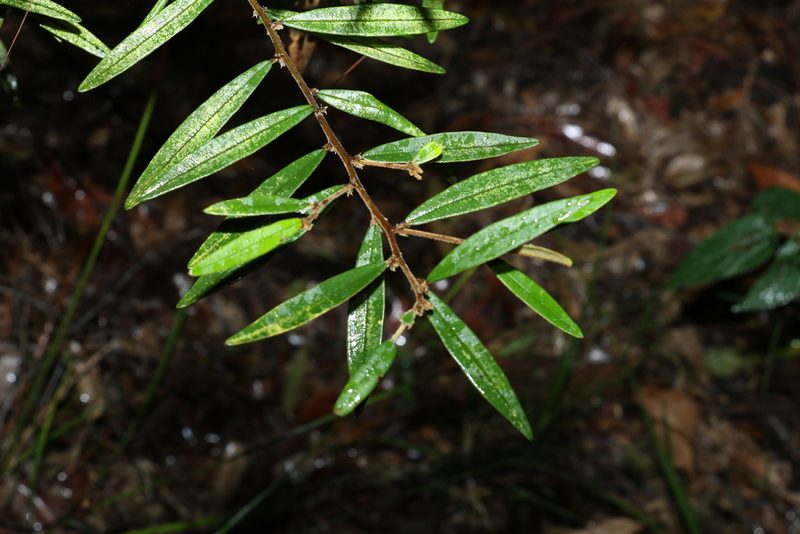 Hovea acutifolia, photographed by Greg Tasney