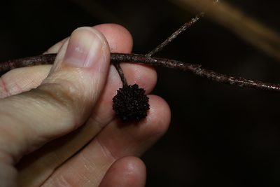 Allocasuarina littoralis, photographed by Greg Tasney