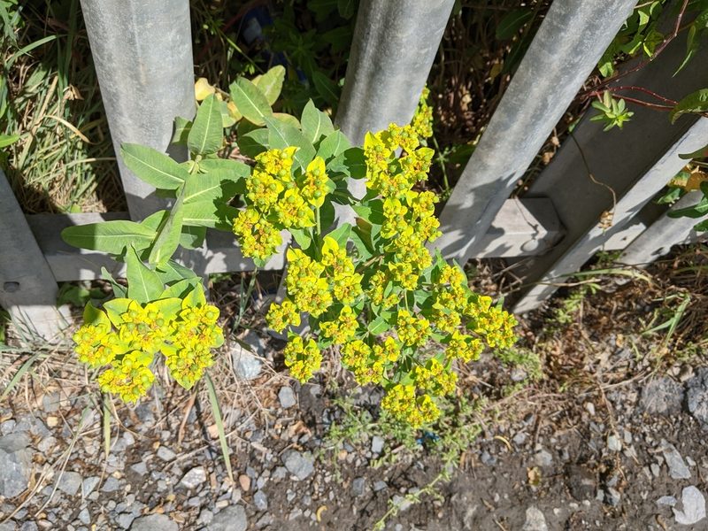 Euphorbia oblongata, photographed by Piermario Maculan