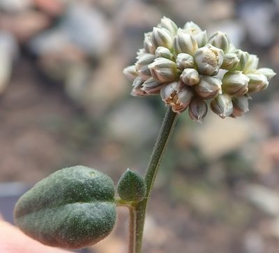 Limeum telephioides, photographed by Nicola van Berkel