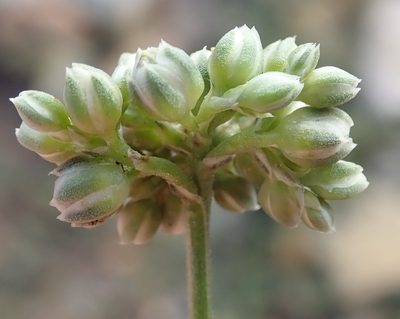 Limeum telephioides, photographed by Nicola van Berkel