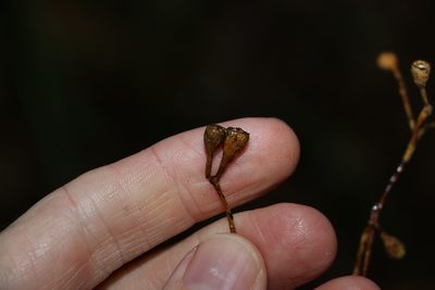 Eucalyptus microcorys, photographed by Greg Tasney