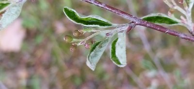 Cotoneaster laxiflorus, photographed by Алексей Ябс