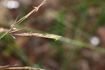 Cymbopogon refractus, photographed by Greg Tasney
