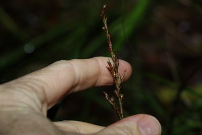 Lepidosperma laterale, photographed by Greg Tasney