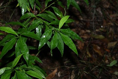 Dodonaea triquetra, photographed by Greg Tasney