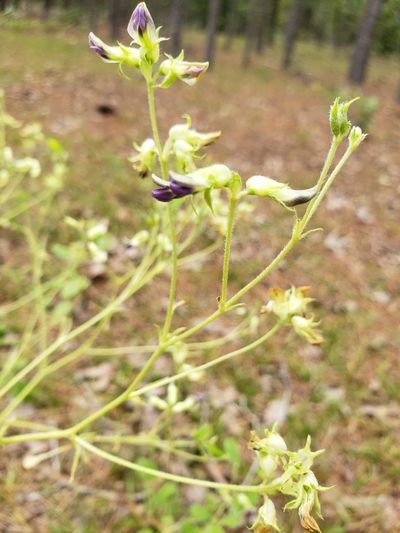 Pediomelum canescens, photographed by Robert Guralnick
