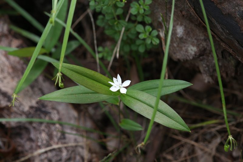 Schelhammera multiflora, photographed by Hugo Innes