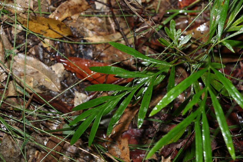 Grevillea banksii, photographed by Greg Tasney