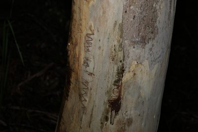 Eucalyptus racemosa, photographed by Greg Tasney