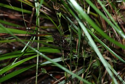 Gahnia aspera, photographed by Greg Tasney