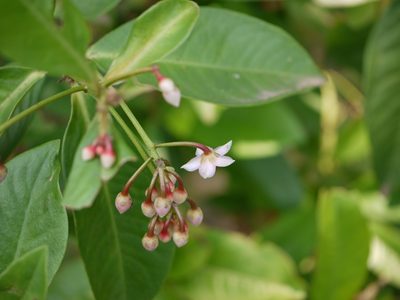 Ardisia solanacea, photographed by Dinesh Valke