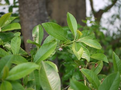 Ardisia solanacea, photographed by Dinesh Valke