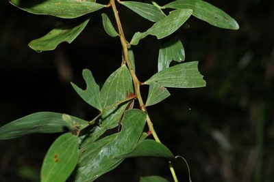 Acacia leiocalyx, photographed by Greg Tasney