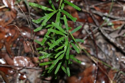Gompholobium latifolium, photographed by Greg Tasney