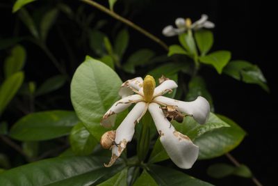Gardenia jasminoides, photographed by Lawrence Hylton