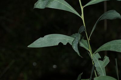Acacia falcata, photographed by Greg Tasney