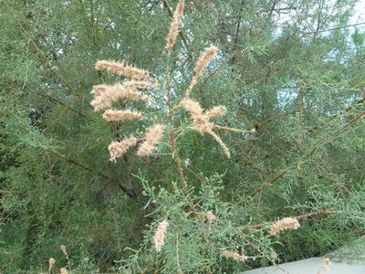 Tamarix canariensis, photographed by Andreas Taeger