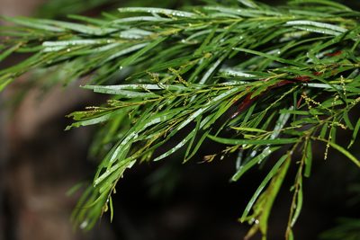 Acacia fimbriata, photographed by Greg Tasney