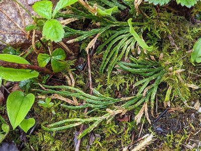 Diphasiastrum digitatum, photographed by Alison Northup