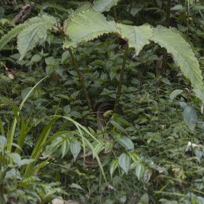 Arisaema speciosum, photographed by Paulmathi Vinod
