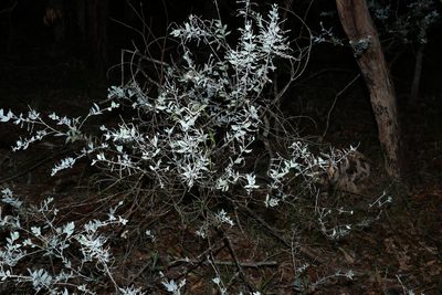 Acacia podalyriifolia, photographed by Greg Tasney
