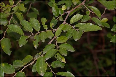 Celtis spinosa, photographed by RAP
