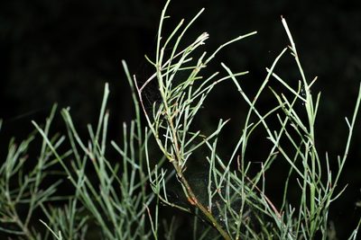 Jacksonia scoparia, photographed by Greg Tasney