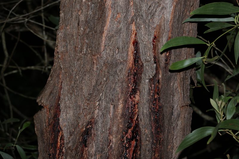 Eucalyptus crebra, photographed by Greg Tasney